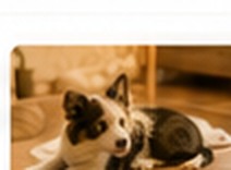 Happy All Pet Corner customer pet