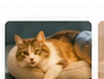 Happy All Pet Corner customer pet