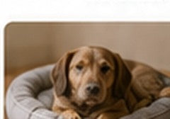 Dog relaxing in a pet bed